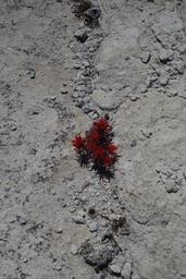 Desert paintbrush [sat may 9 13:39:04 mdt 2020]